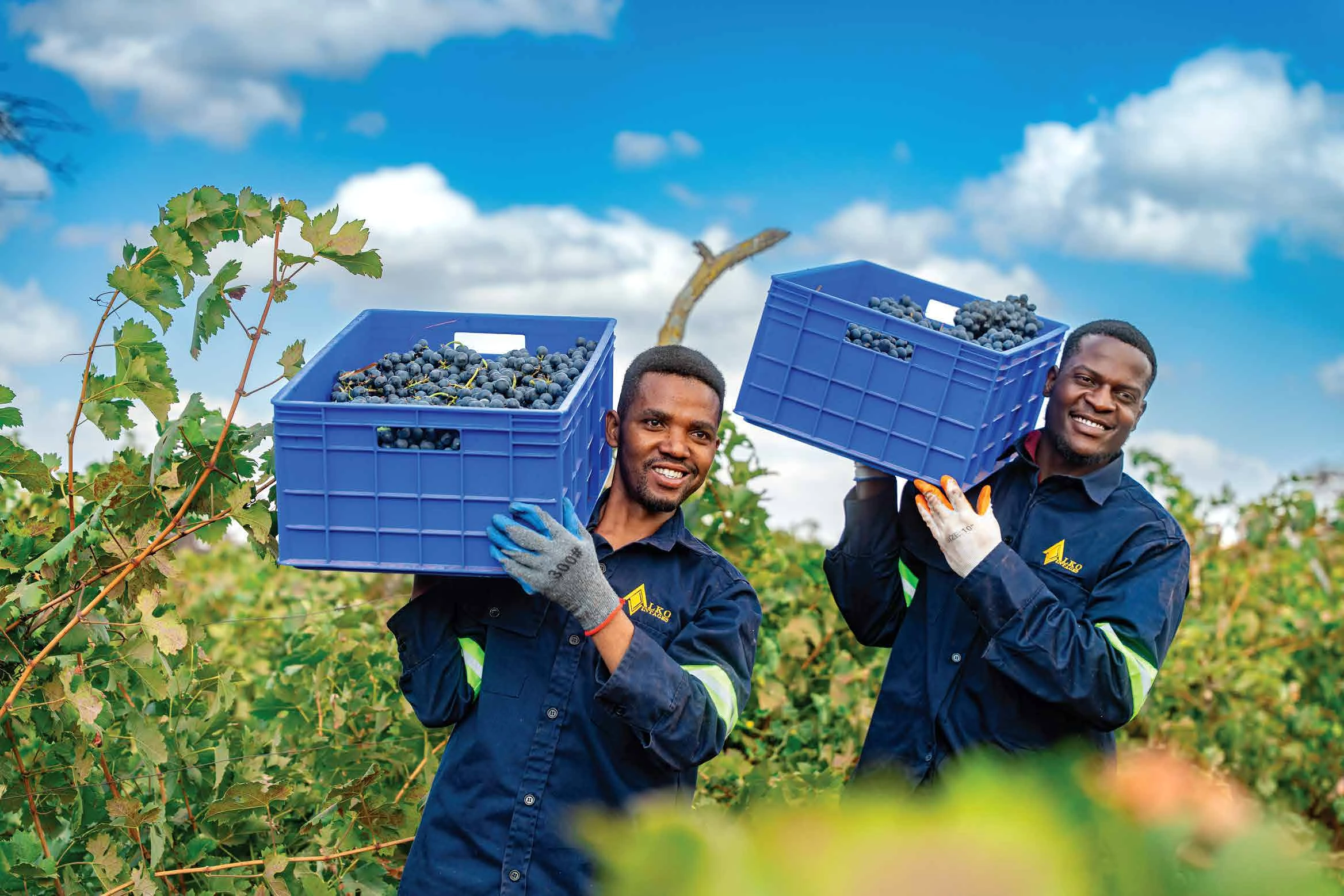Two Alko vineyard team members carrying crates of freshly harvested grapes
